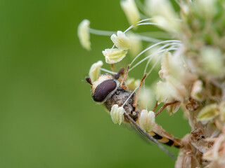 花の花粉を食べるハナアブ