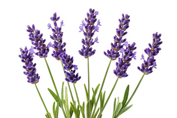 Obraz premium Lavender flowers with purple blooms isolated on transparent background