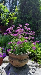Purple flowers in a pot on a stone surface in a garden setting