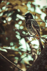 Red vented bulbul perched on a branch
