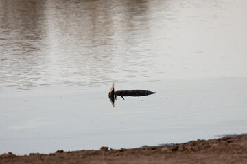 An antelope carcass half-submerged under water
