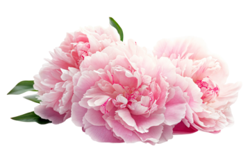 Close-up of pink peony flowers isolated on transparent background