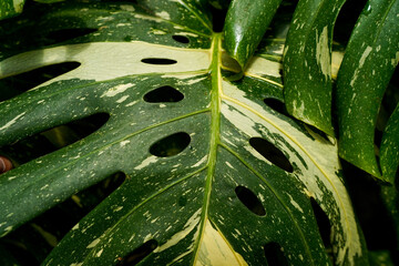 close up of Monstera Thai constellation, variegated houseplants, nature pattern © lacastudio