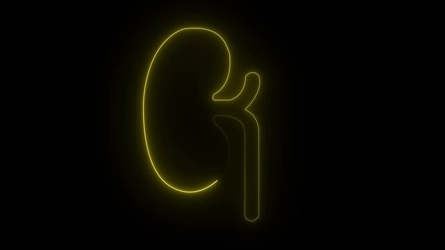 left Kidney animation by Neon line. left kidney icon. Urinary system part symbol.