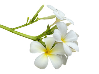 lily of the valley, frangipani flower isolated on white background, Plumeria, Apocynaceae,...