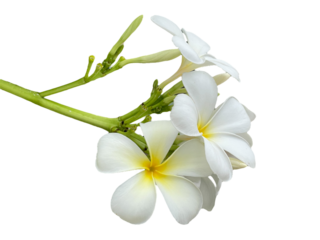 lily of the valley, frangipani flower isolated on white background, Plumeria, Apocynaceae, Frangipani, Plumeria, Temple Tree, Graveyard Tree, Yellow, pink, red, orange, png