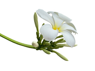 white flower on white background, frangipani flower isolated on white background, Plumeria, Apocynaceae, Frangipani, Plumeria, Temple Tree, Graveyard Tree, Yellow, pink, red, orange, png © TawanSunday9