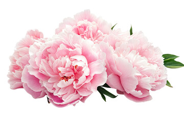 Close-up of pink peony flowers isolated on transparent background
