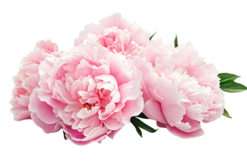 Close-up of pink peony flowers isolated on transparent background