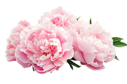 Close-up of pink peony flowers isolated on transparent background