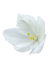 white flower isolated on white background, blue flower isolated on white Snowy Orchid Tree  Orchid Tree Bauhinia acuminata png