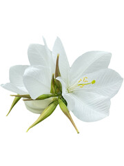 lily of the valley, blue flower isolated on white Snowy Orchid Tree  Orchid Tree Bauhinia acuminata png
