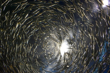 鰯　イワシ　山口　水族館