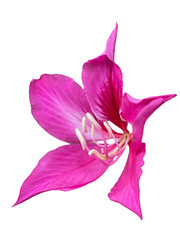 pink orchid isolated on white Bauhinia purpurea L. Purple Orchid Tree, Hong Kong Orchid Tree, Purple Bauhinia, Purple Pink, png