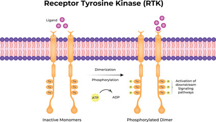 Receptor Tyrosine Kinase (RTK) Vector Illustration