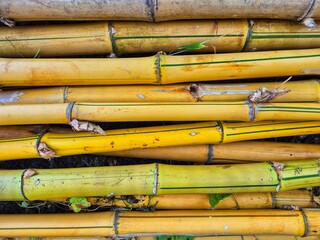 stacks of yellow bamboo ready to be used for construction