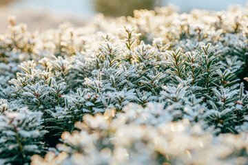 Evergreen Plant Covered in Frost. frosty weather.Close-Up of Frosty Green Plant Leaves. 