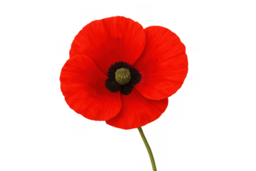 Vibrant red poppy blossom highlighting delicate petals against transparent backdrop, symbolizing memorial remembrance and peace
