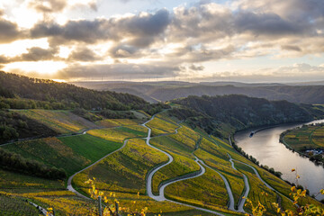 Beautiful vineyards in autumn, yellow leaves, a dreamy sunrise amidst the vineyards. View through the rows of vines of the landscape of the Moselle and the Moselle Valley, near Piesport.