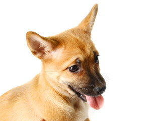 German shepherd - stock photo