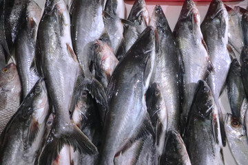 Raw Malaysian catfish or ikan patin on market display.