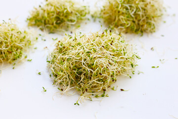 Fresh green sprouted alfalfa seeds