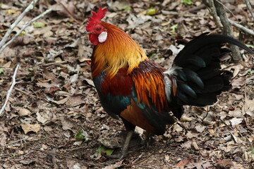 Male Chicken – Red Junglefowl (Gallus gallus) on the forest floor. Domesticated Chicken’s wild ancestor. Note the bright and colorful plumage which shows it is a male, as well as the vibrant feathers.