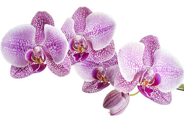 Close-up of purple and white orchid flowers isolated on transparent background