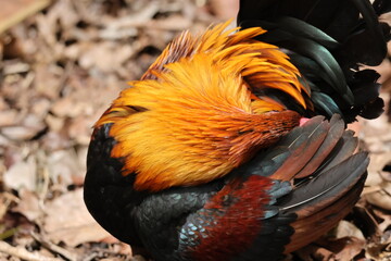 Male Chicken – Red Junglefowl (Gallus gallus) bending its head to groom its own feathers....