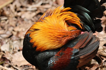 Male Chicken – Red Junglefowl (Gallus gallus) bending its head to groom its own feathers....