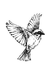 A proudly poised bird with its wings wide open, rendered with the vivid feel of hand-drawn pencil strokes.