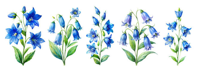 Watercolor Bluebell Flowers Set Png, Forest  Wildflower Blue Flower, Spring Bluebell Clipart Set