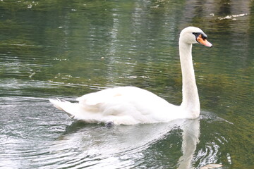 Male Mute swan (Cygnus olor) swimming in the lake, under the bright sunlight. Note the large black knob at the top of the beak which identifies it as a male.