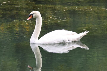 Naklejka premium Male Mute swan (Cygnus olor) swimming in the lake, under the bright sunlight. Note the large black knob at the top of the beak which identifies it as a male.