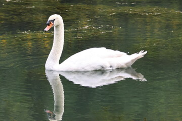 Male Mute swan (Cygnus olor) swimming in the lake, under the bright sunlight. Note the large black knob at the top of the beak which identifies it as a male.