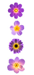 Beautiful collection of vibrant purple flowers with unique shapes and details.