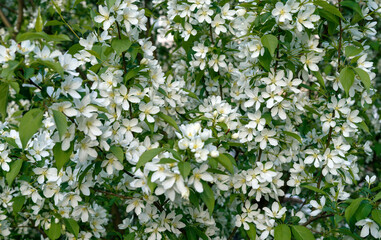 Apple tree blossom close up, background
