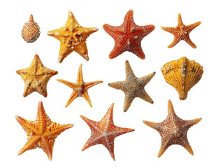 Various Starfish Collection on Transparent Background, PNG