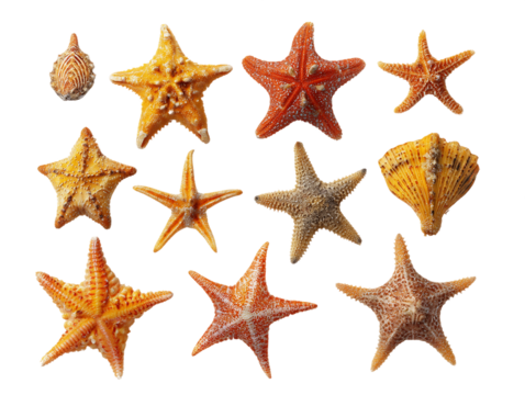 Various Starfish Collection on Transparent Background, PNG - Powered by Adobe