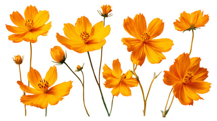 Fototapeta premium Vibrant Orange Cosmos Flowers on Transparent Background, PNG
