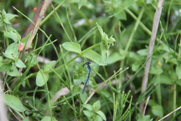 dragonfly on green grass