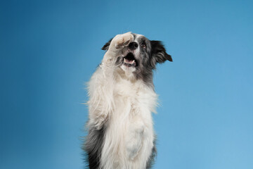 Obraz premium A fluffy Border Collie sits tall against a solid blue background, appearing composed and alert. The symmetrical posture and relaxed ears highlight the dog gentle nature.