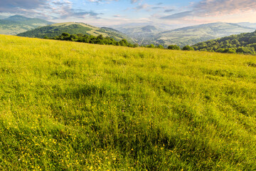 mountainous countryside of ukraine in summer. wide grassy pasture on the hill in morning light. scenic rural landscape of transcarpathia on a bright sunny weather