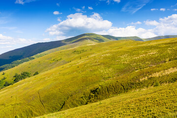 mountain landscape with green meadows in summer. picturesque wallpaper of popular travel destination of transcarpathia. mount great peak in the distance. sunny afternoon with fluffy clouds on blue sky