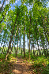 dirt road through beech woods. tall trees with green lush canopy beneath a blue sky with clouds.  renewable resource of ukraine. nature scenery with forest cut ahead in spring afternoon light
