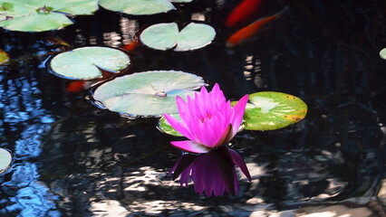 Water Lily Bright Pink Bloom Closeup Natural Light Reflections Green Leaves Blue Water