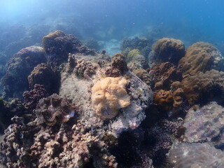 
Thai beach and underwater photos