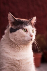 White cat watching the sunset