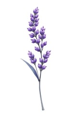 Obraz premium lavender flower isolated on white background