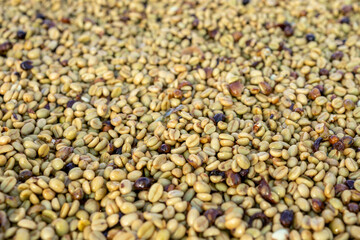 Coffee beans drying in the sun. Coffee plantations at coffee farm